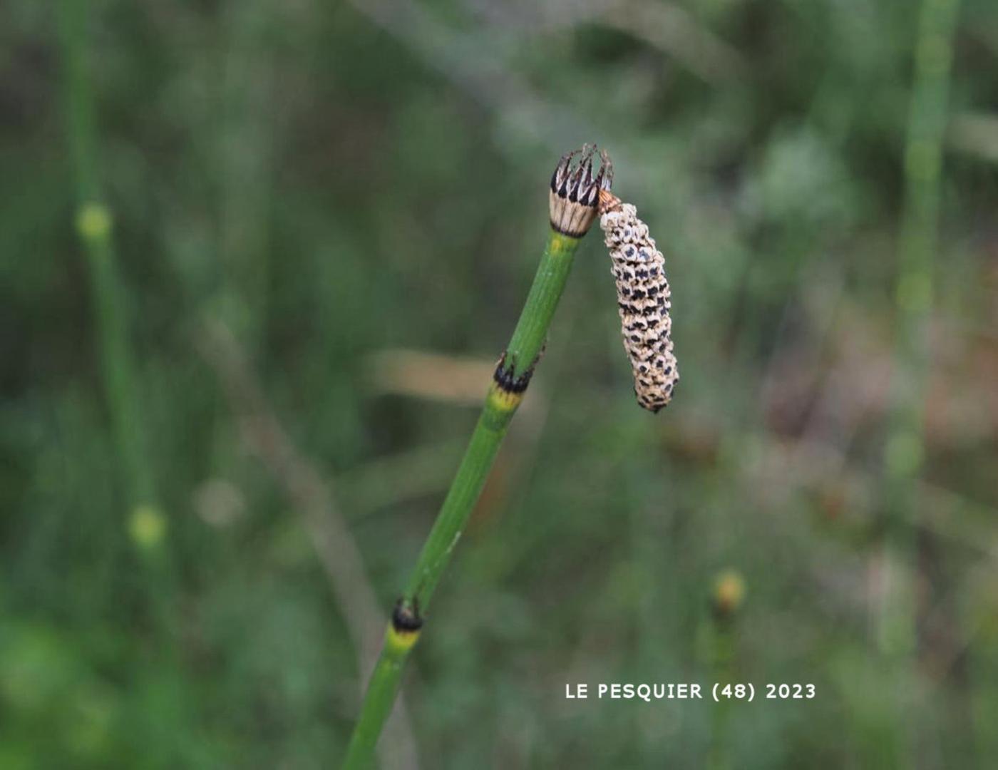 Horsetail, of Moore fruit